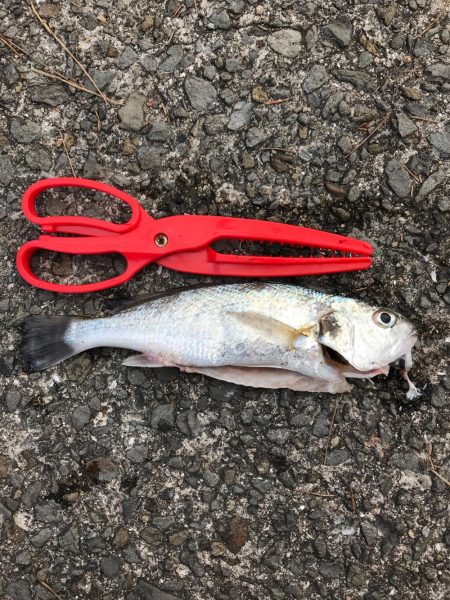 やっと釣れた✨