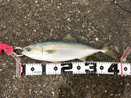 イナダ、アジ、ハゼ！