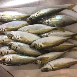 タチウオ＆アジ