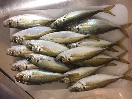 タチウオ＆アジ