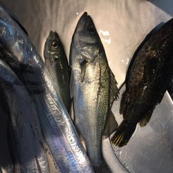 アジングのはずが