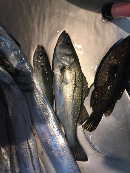 アジングのはずが