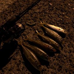 佐田岬遠征1日目