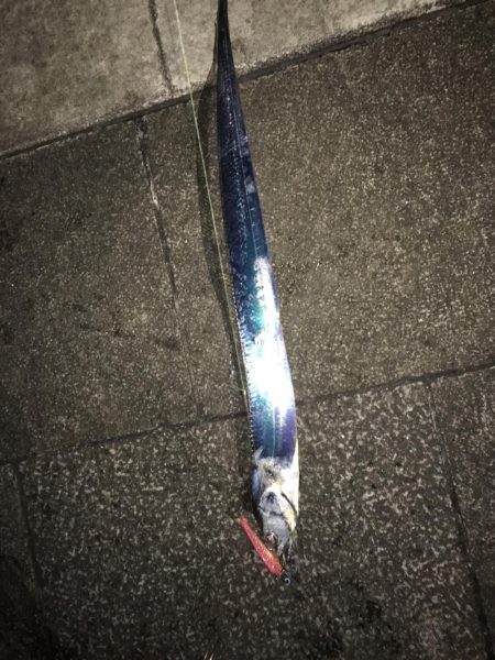 久々ドラゴン 夕マヅメ