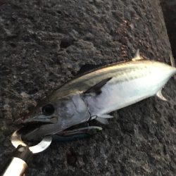 出勤前ショアジギング