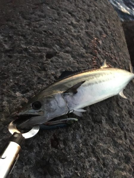 出勤前ショアジギング