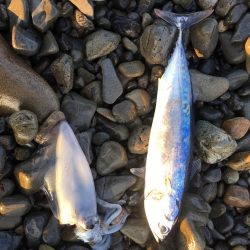 大里松原海岸 小イカ スマ