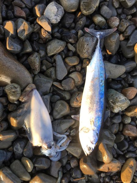 大里松原海岸 小イカ スマ