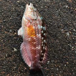 朝から釣りをする(笑)。