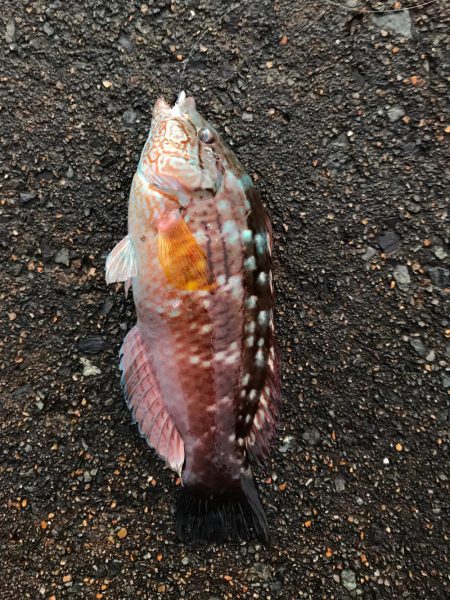 朝から釣りをする(笑)。