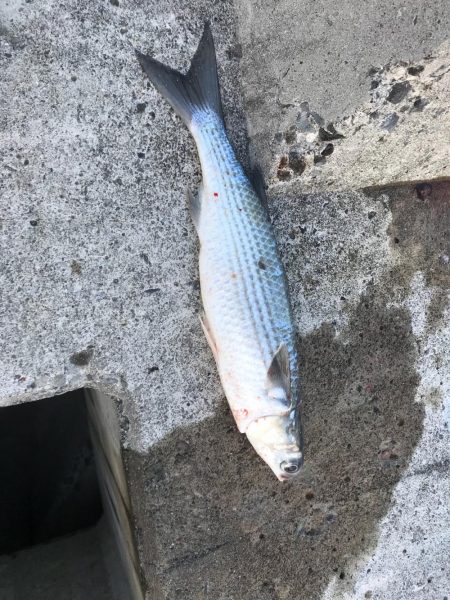 モニターレポートを書くために