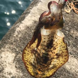 強風回避コースでランガン