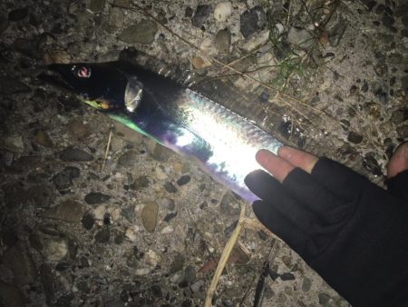 シーバス ハズレ