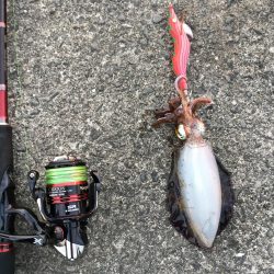 渋い…御坊エギング