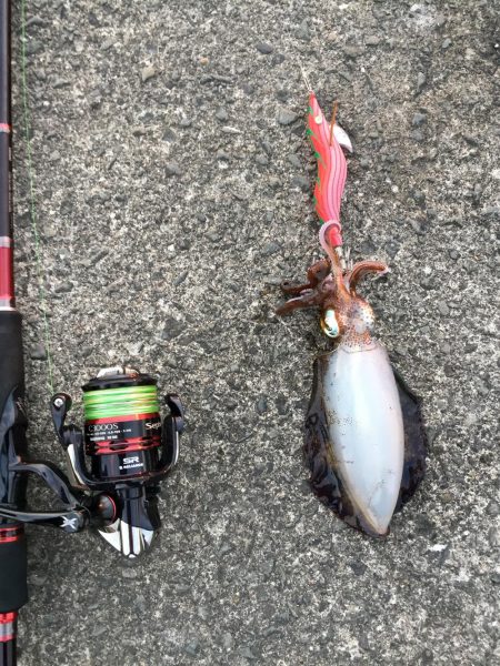 渋い…御坊エギング