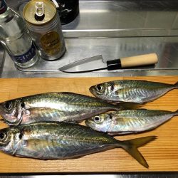 佐田岬遠征2日目