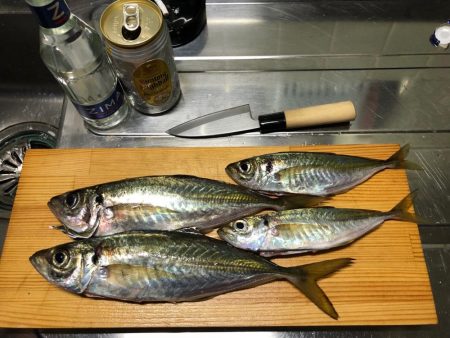 佐田岬遠征2日目