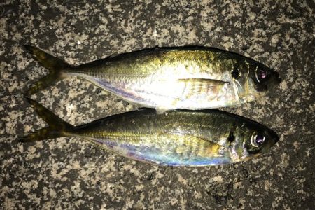 ナイスサイズアジ