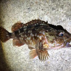 やっぱりガシラ