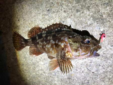 やっぱりガシラ