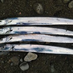 阿南市の那賀川河口でタチウオ