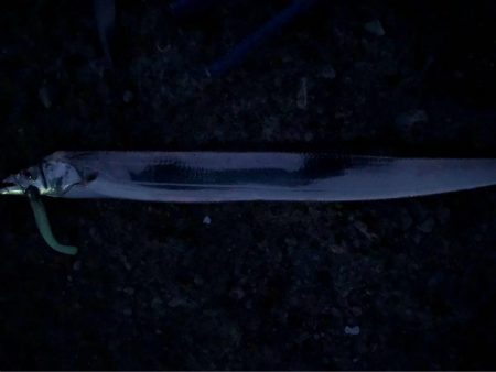 タチウオ終盤戦