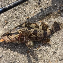 マイクロデイゲー