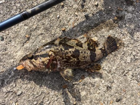 マイクロデイゲー