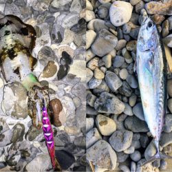 大里松原海岸 アオリイカ2 メジカ1