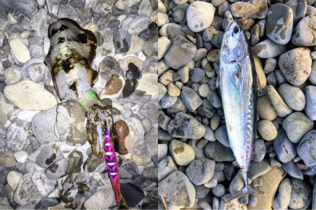 大里松原海岸 アオリイカ2 メジカ1