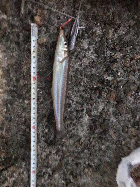 初場所にてカレイ、キス狙い(^ ^)