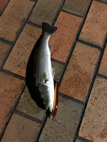 夕まずめ狙いで