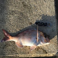 なんとか釣れました(^^)