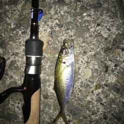 アジングからの