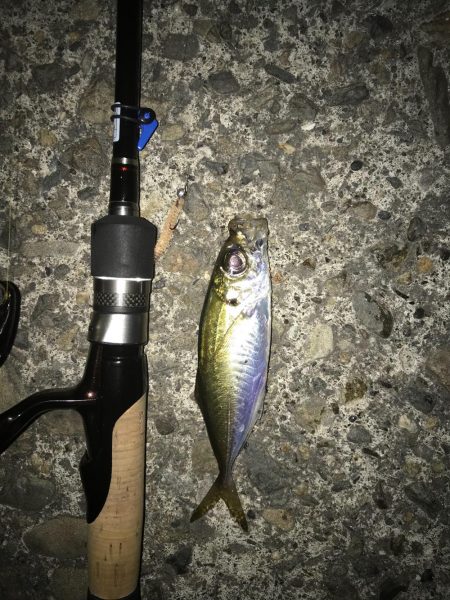 アジングからの