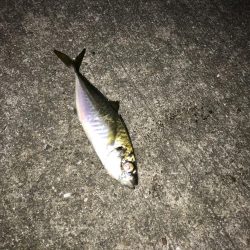 デカ鯵回遊中！