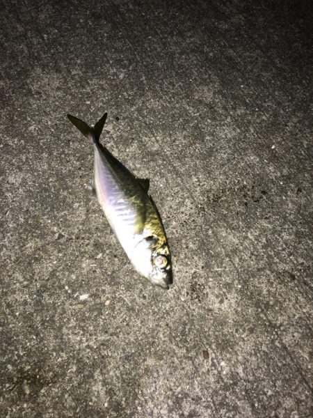 デカ鯵回遊中！