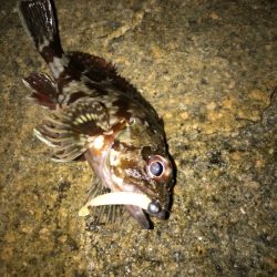 ガシラジグタン