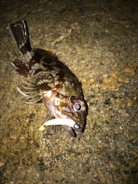 ガシラジグタン