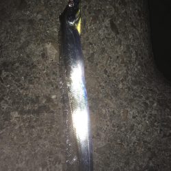 今シーズンラストタチウオ‼️