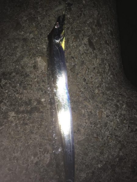 今シーズンラストタチウオ‼️