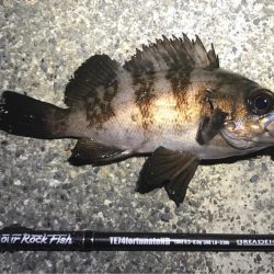 シャローエリアでのメバリング