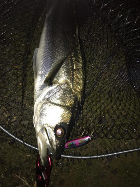 ナイトシーバス