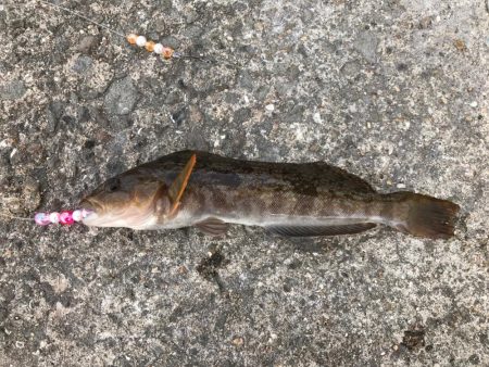 落ちギス釣行(´ω｀)