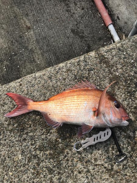 エビ撒きからのカゴ釣り