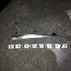 目の前のナブラはものにできず　タチウオ1本