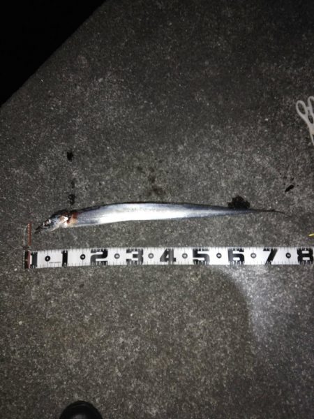 目の前のナブラはものにできず　タチウオ1本