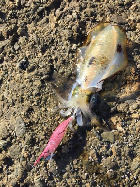 エギングトリップ