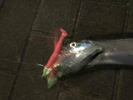 小潮〜＿ﾉ乙(､ﾝ､)_