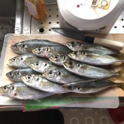 佐田岬遠征最終日